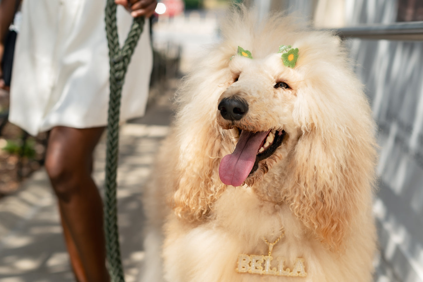 Paparazzi Pets Pop-up Photoshoot