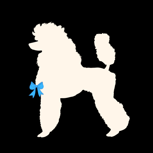 Standard poodle with a blue bowtie